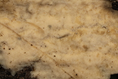 Physisporinus