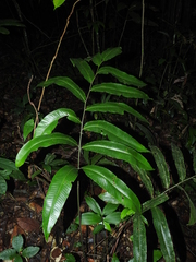 Meniscium macrophyllum
