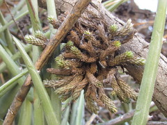 Tillandsia pedicellata
