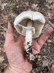 Agaricus didymus