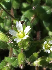Stellaria
