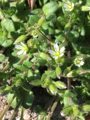 Stellaria