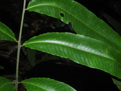 Meniscium macrophyllum