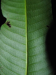 Meniscium macrophyllum