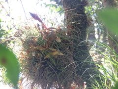 Tillandsia punctulata