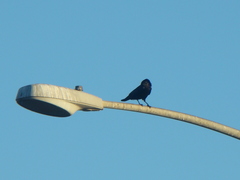 Corvus brachyrhynchos