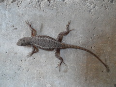 Sceloporus nelsoni
