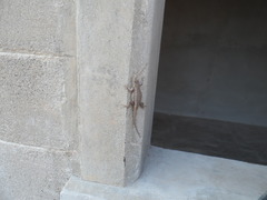 Sceloporus nelsoni