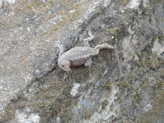 Sceloporus nelsoni