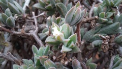 Delosperma ecklonis