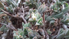 Delosperma ecklonis