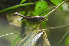 Basileuterus melanotis
