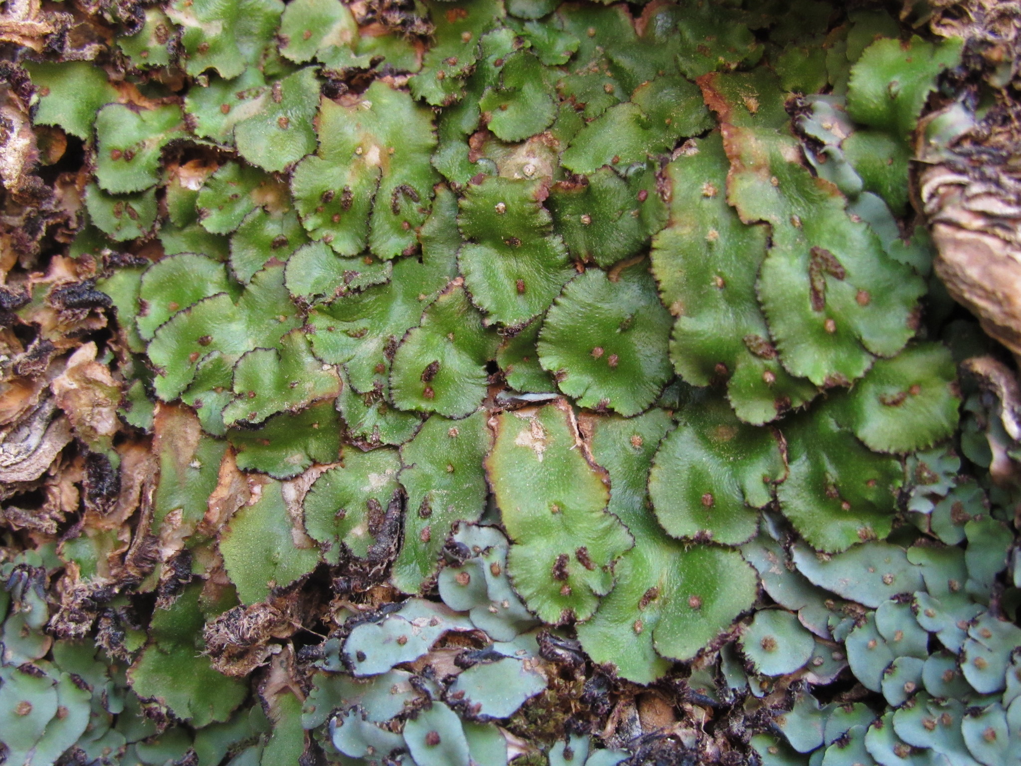 Plagiochasma intermedium