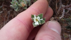 Delosperma ecklonis