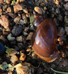 Ladislavella atkaensis