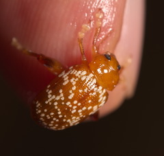 Asiophrida scaphoides