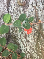 Elaeagnus multiflora