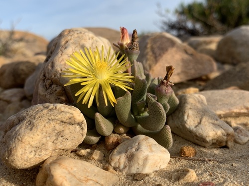 Hereroa dolabriformis (L.) L.Bolus