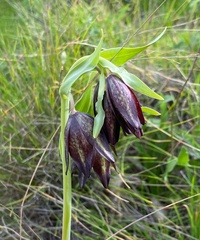 Fritillaria biflora biflora