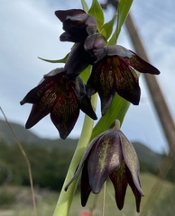 Fritillaria biflora biflora