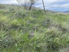 Fritillaria biflora biflora