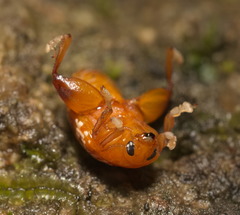 Asiophrida scaphoides