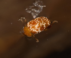 Asiophrida scaphoides