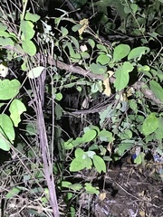 Rieppeleon kerstenii