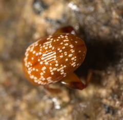 Asiophrida scaphoides