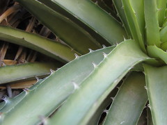 Dyckia