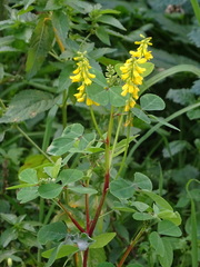 Melilotus italicus