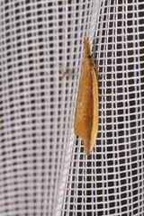 Donacaula mucronella