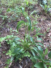 Echinacea laevigata
