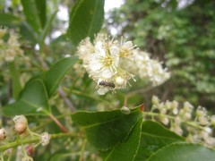 Molorchus bimaculatus