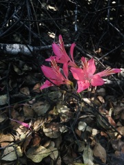 Alstroemeria ligtu ligtu
