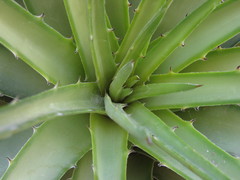 Dyckia