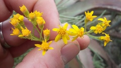 Senecio linifolius