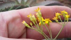 Senecio linifolius