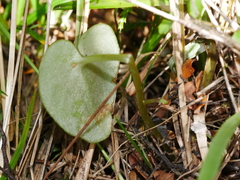 Corybas macranthus