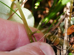 Corybas macranthus