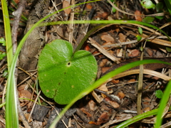 Corybas macranthus