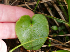 Corybas macranthus
