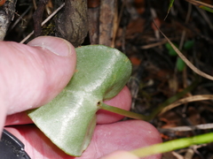 Corybas macranthus