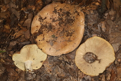 Leucopaxillus tricolor