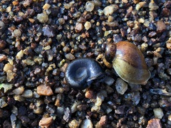 Novisuccinea strigata