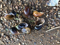 Novisuccinea strigata