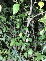 Rieppeleon kerstenii