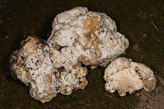 Mycogone calospora