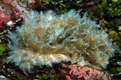 Polybranchia jensenae