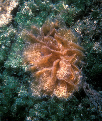 Polybranchia jensenae